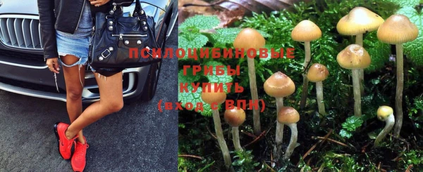 прущие грибы Вяземский
